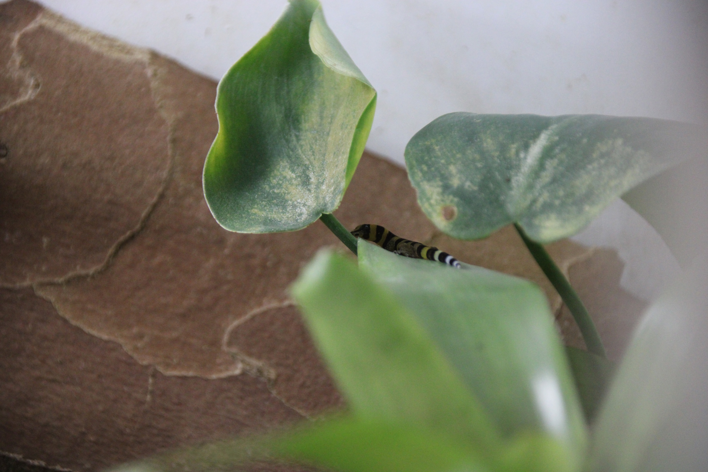 sphaerodactylus nigropunctatus ocujal