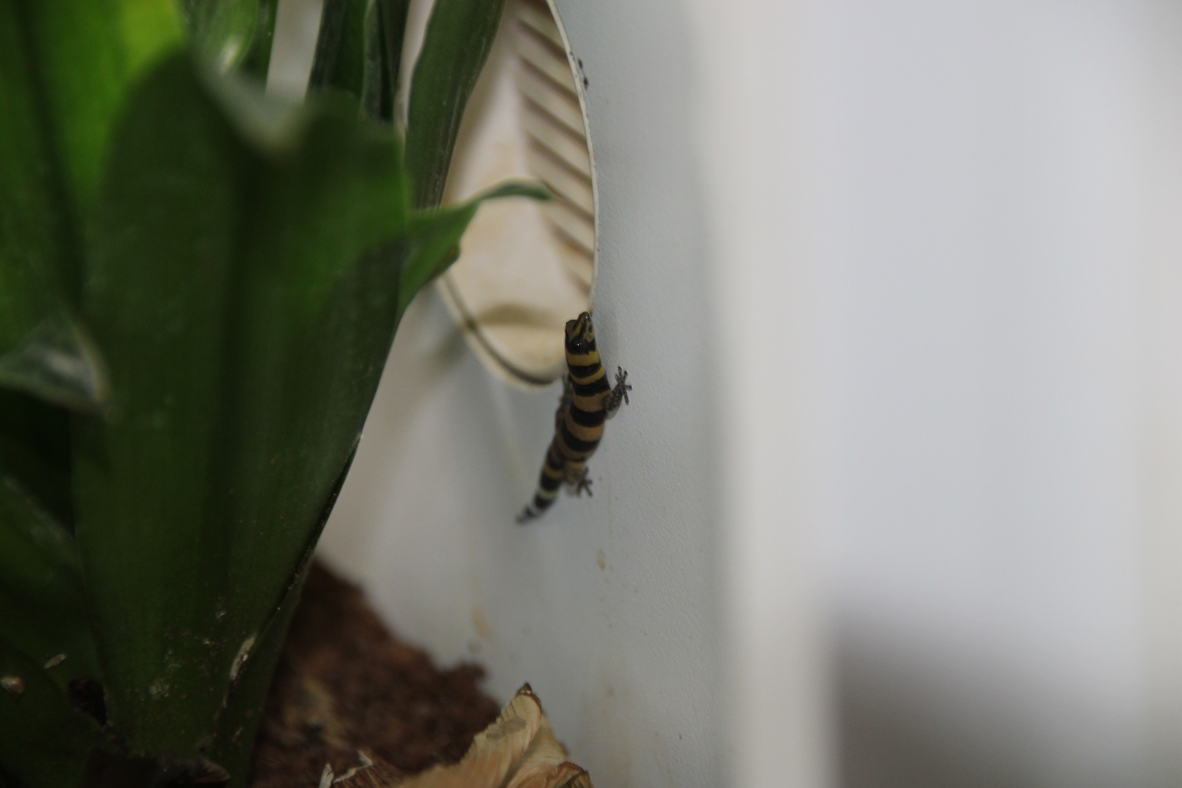 sphaerodactylus nigropunctatus ocujal