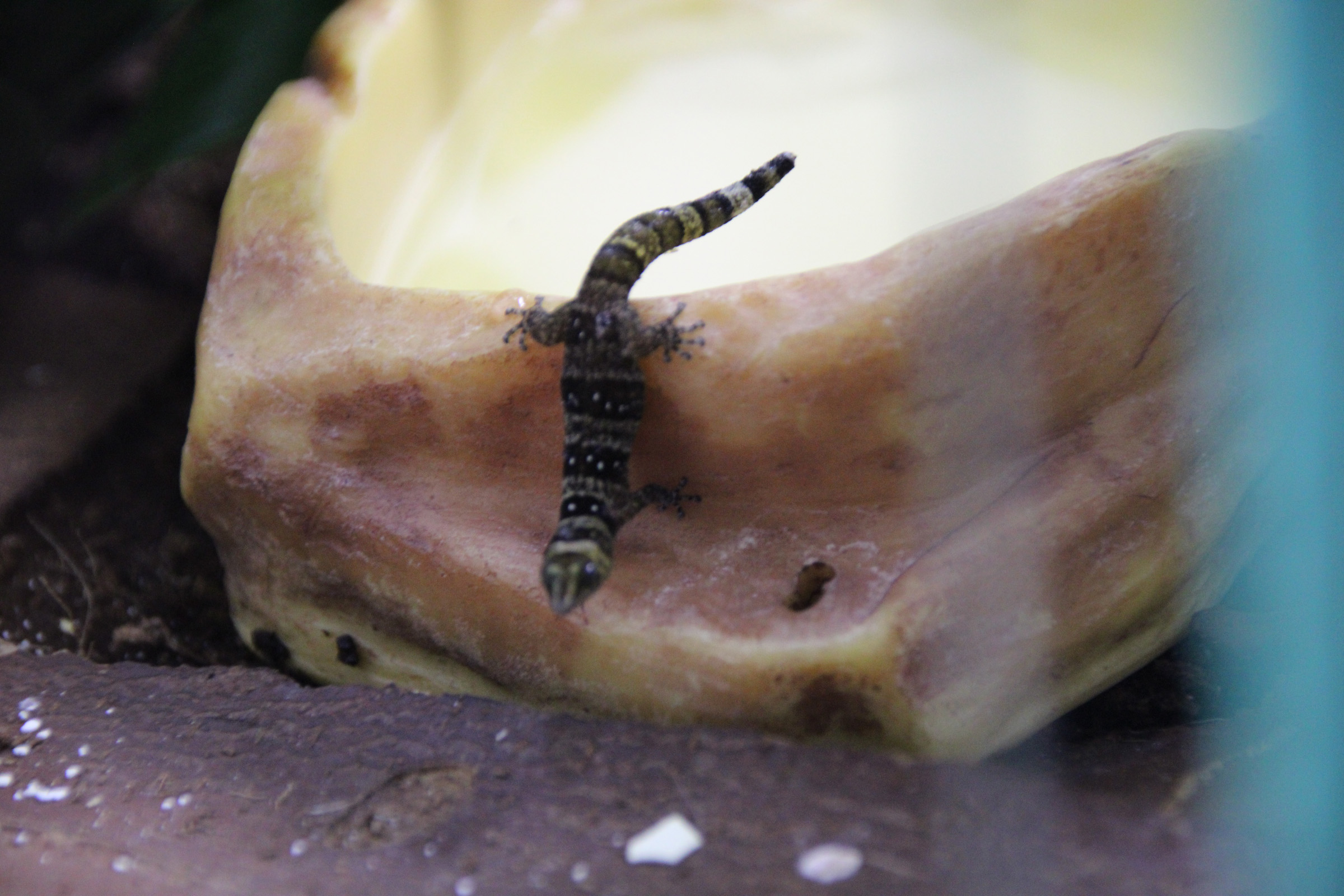 sphaerodactylus nigropunctatus ocujal