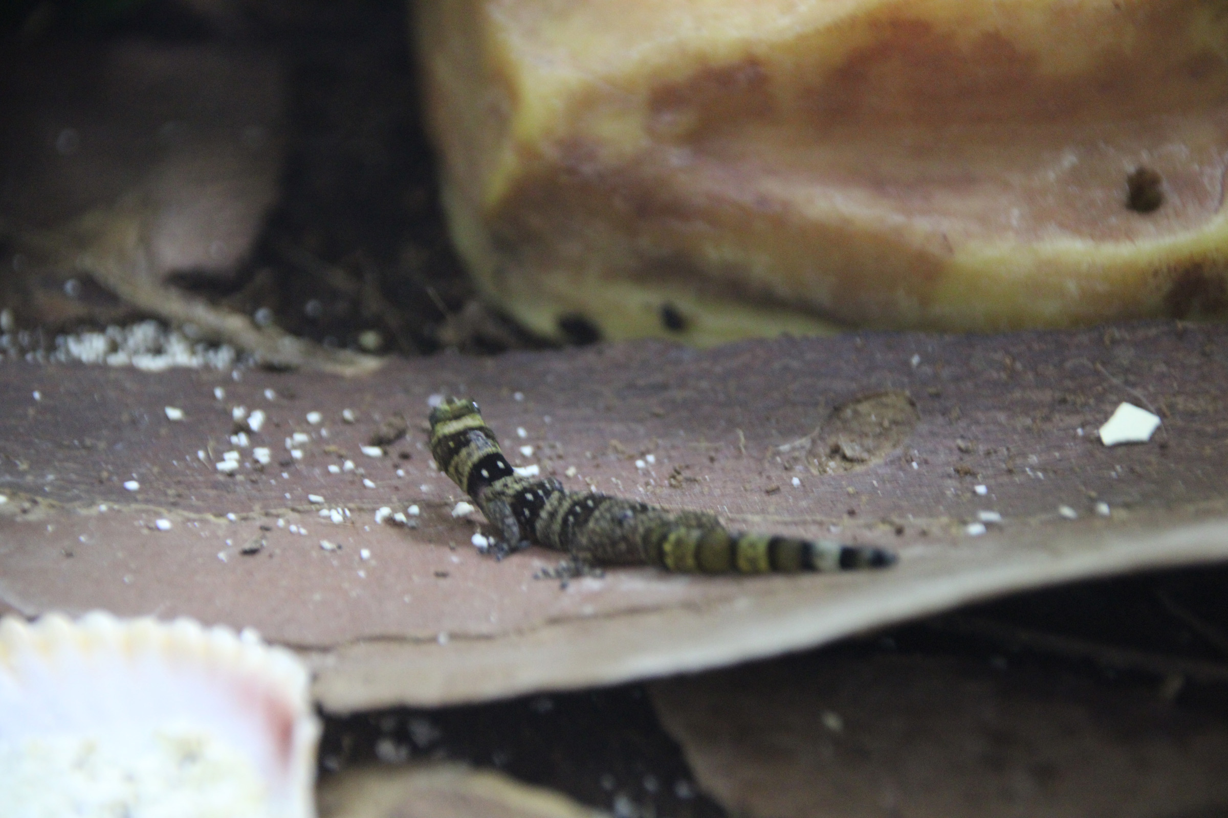 sphaerodactylus nigropunctatus ocujal