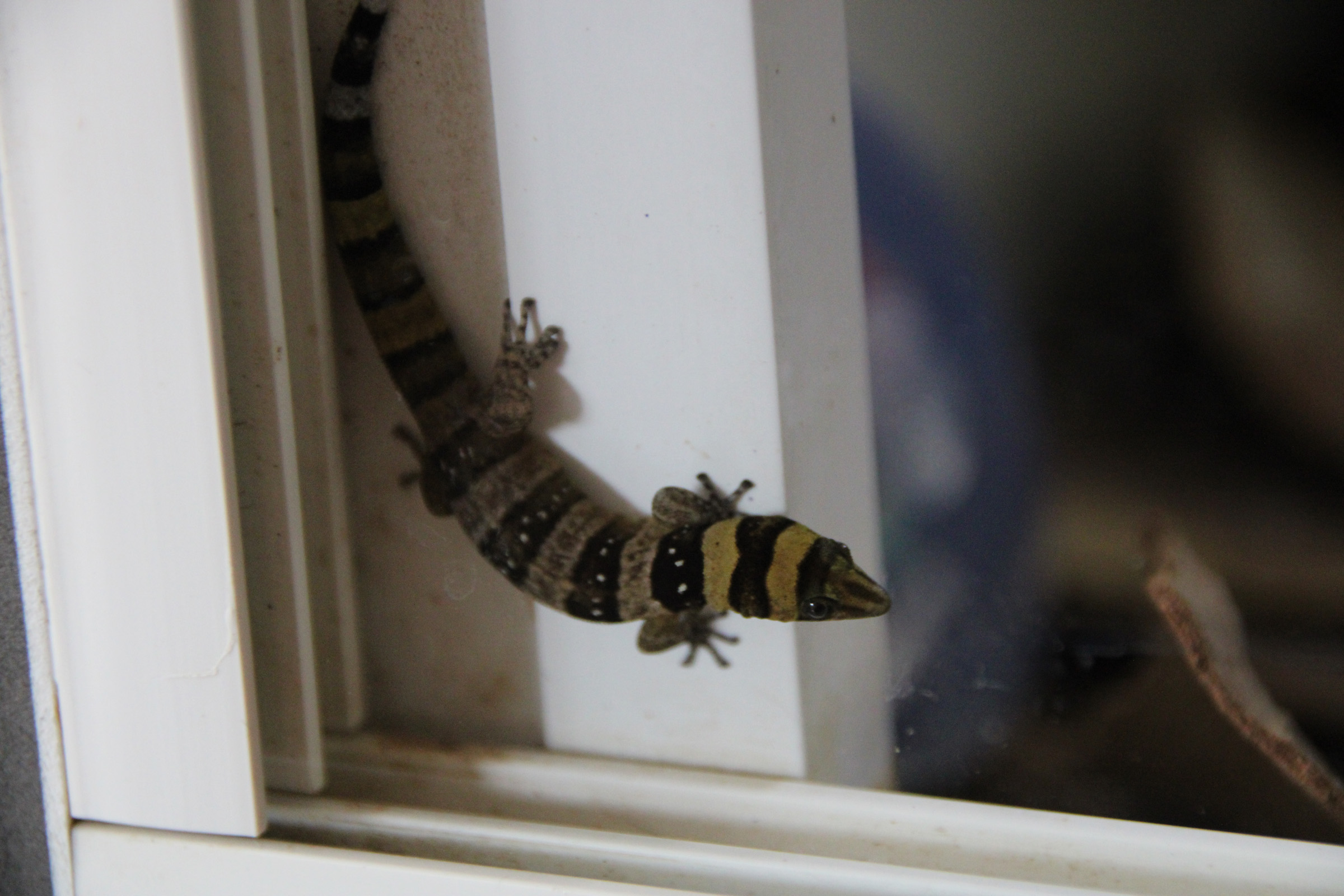 sphaerodactylus nigropunctatus ocujal