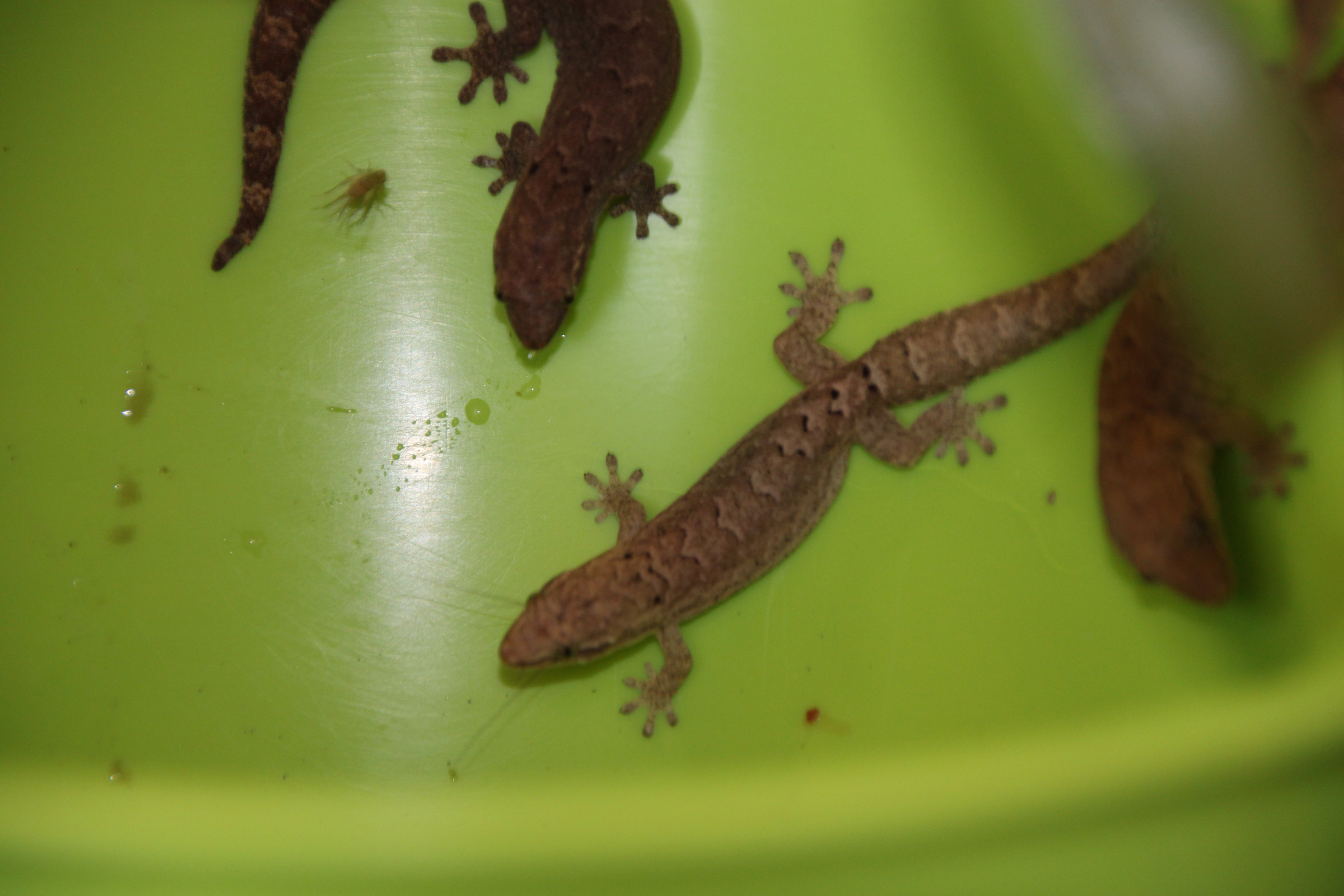 Jungferngecko lepidodactylus lugubris