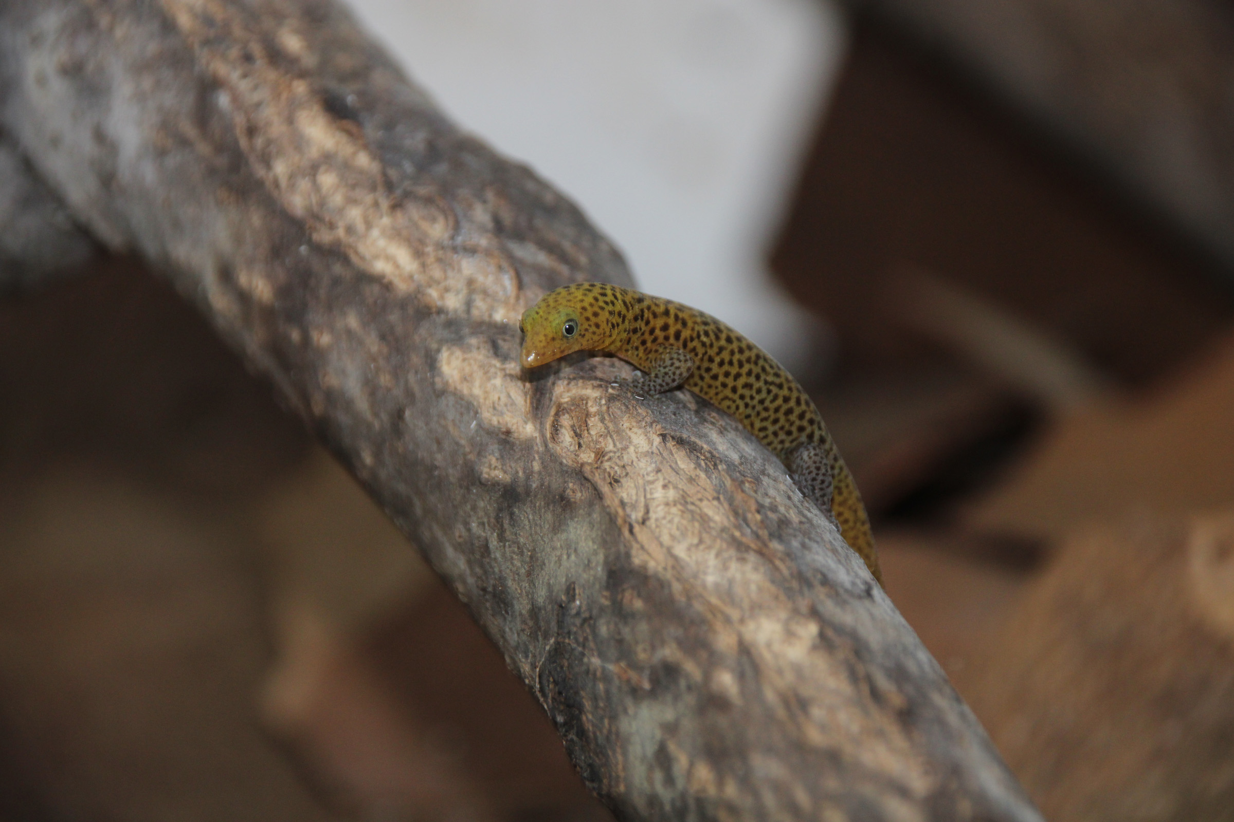 sphaerodactylus nigropunctatus ocujal