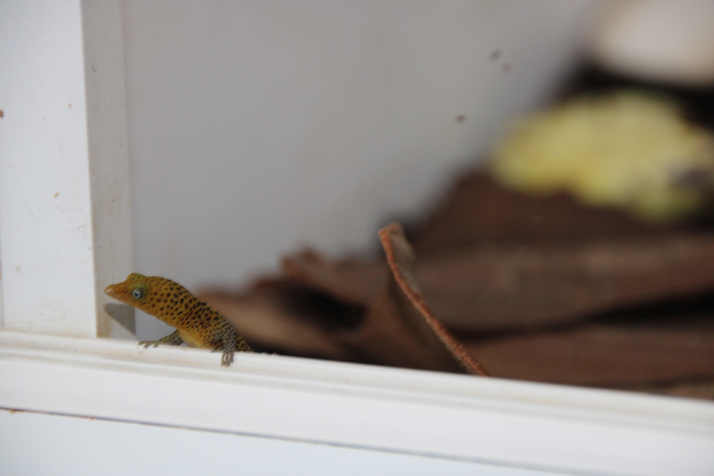 sphaerodactylus nigropunctatus ocujal