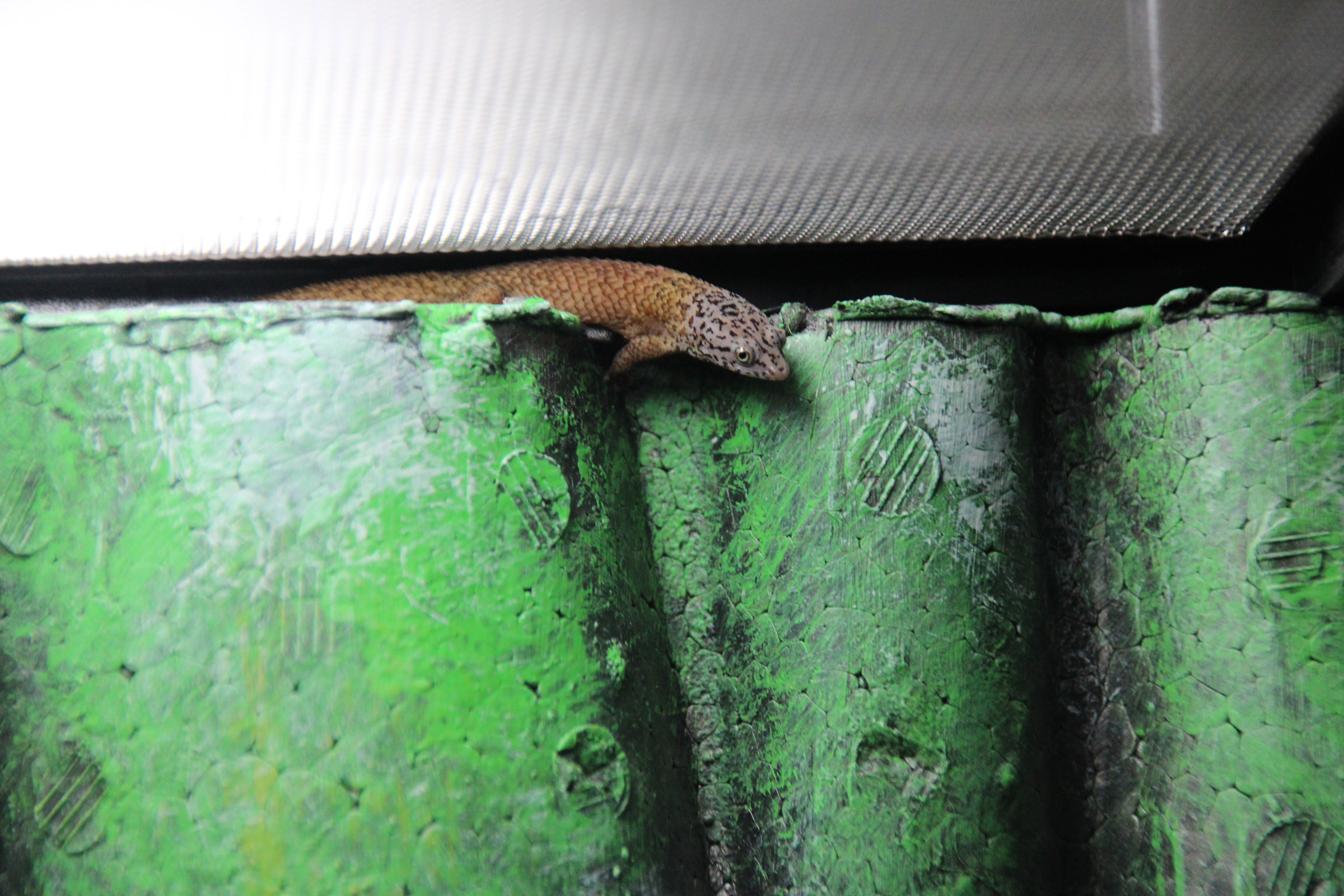 Kugelfingergecko sphaerodactylus makrolepis unbekannt Weibchen