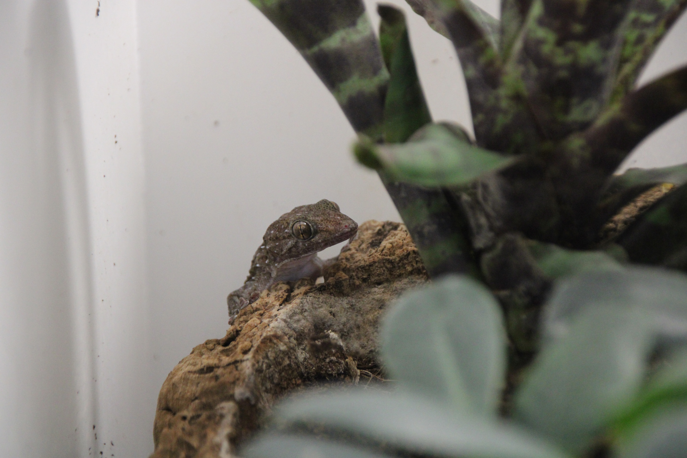 tarentola parvicarinata