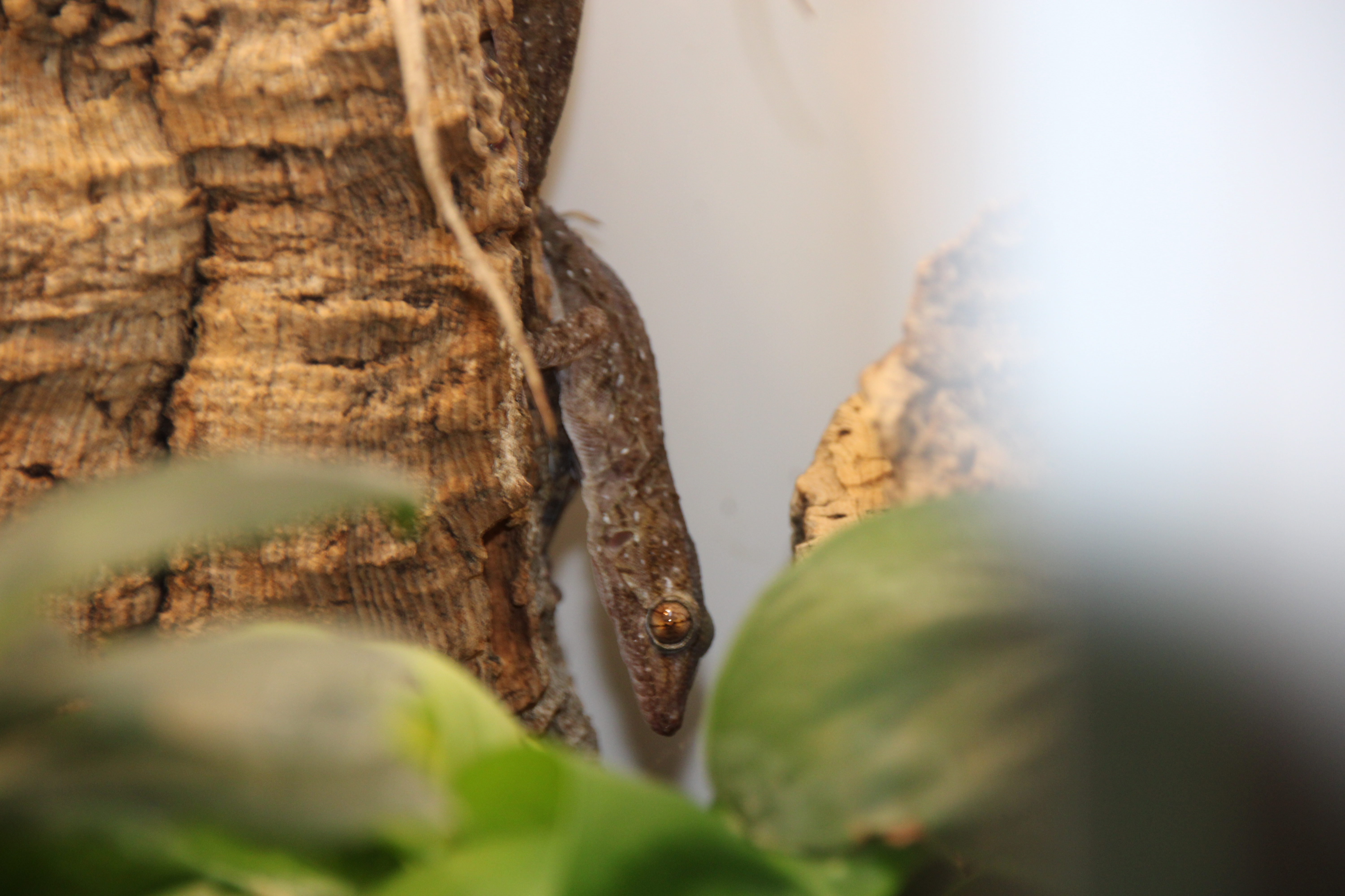 tarentola parvicarinata