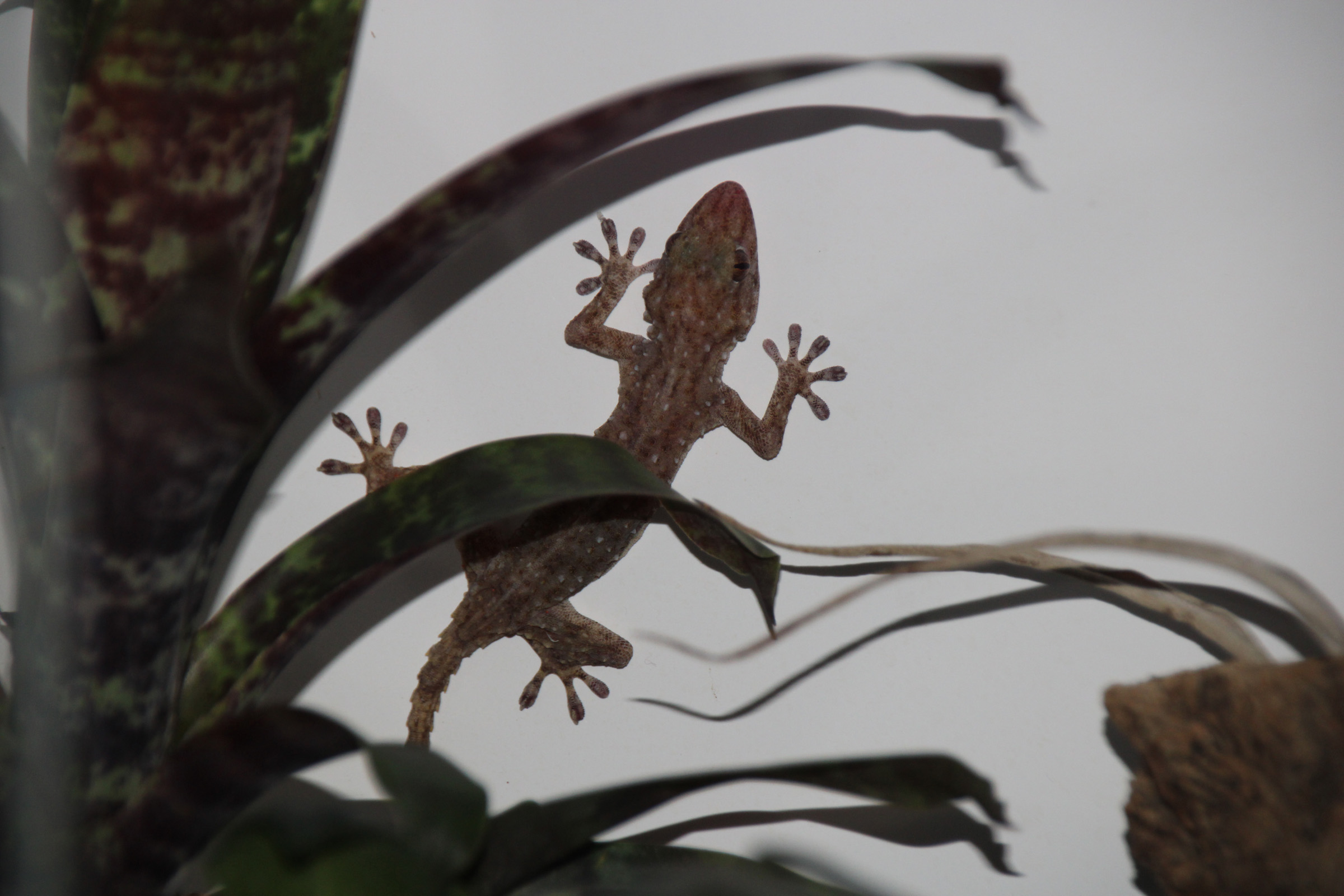 tarentola parvicarinata