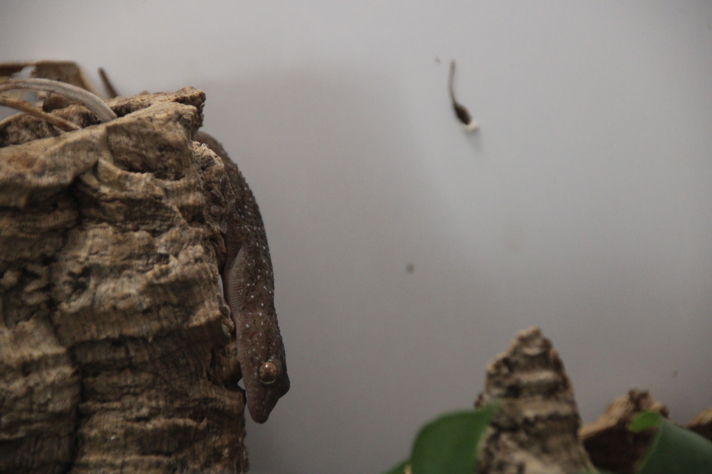 tarentola parvicarinata