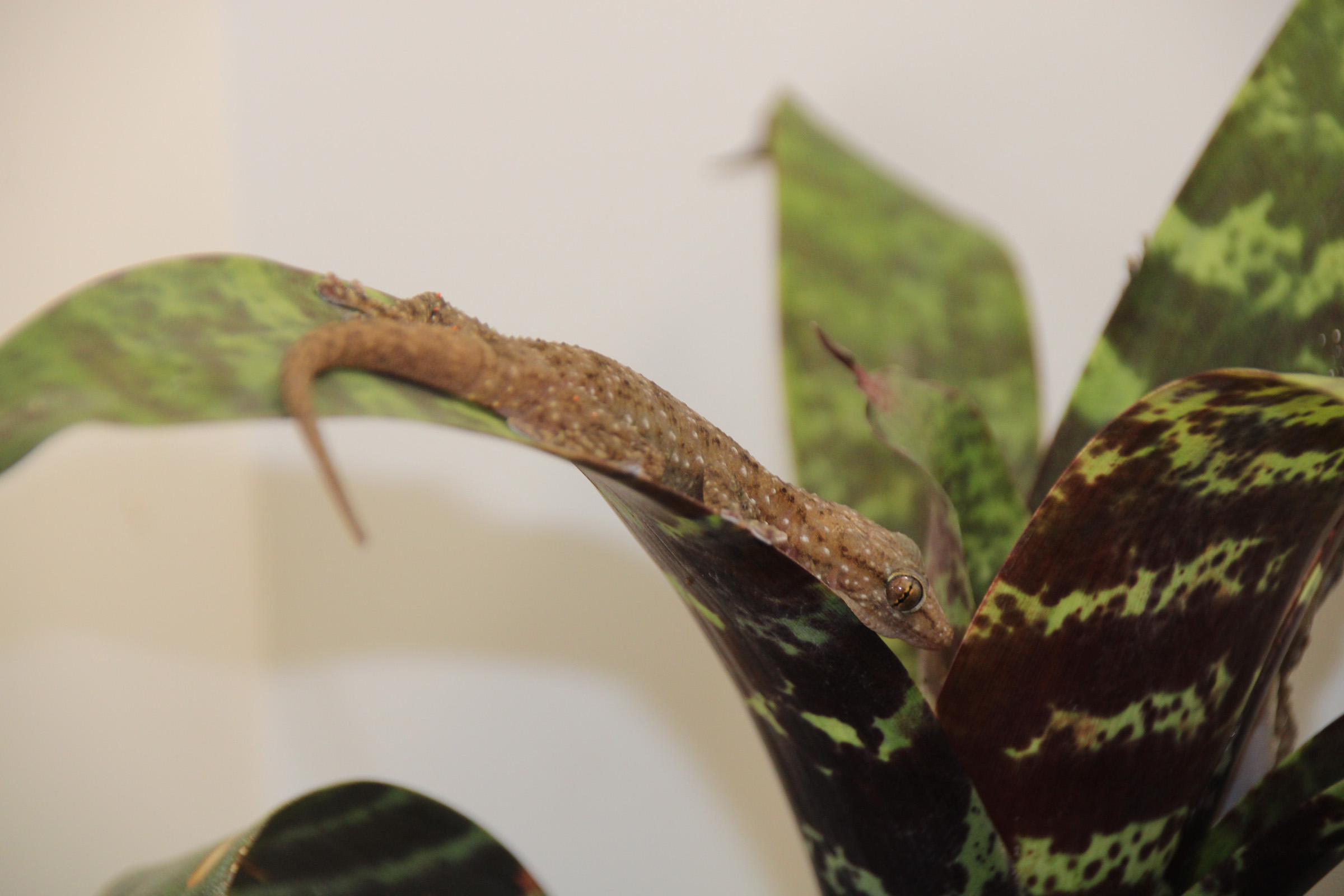 tarentola parvicarinata